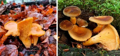 Какие грибы собирать и как не отравиться - съедобные и несъедобные -  основные отличия и фото - грибной сезон в Украине