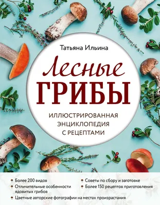 Тихая охота: где в Украине находятся самые богатые грибные места – новости  | Кемпинг