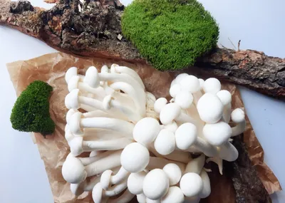 Популярные виды грибов для приготовления домашних блюд