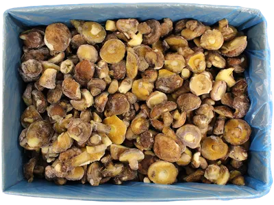 Каталог гренки пшеничные грибы со сметаной вкусно и недорого