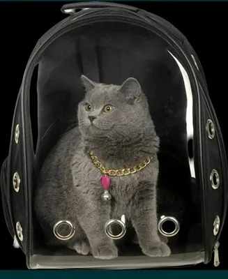 Переноска рюкзак для кошек и котят катов: 350 000 so'm - Hayvonlar uchun  mahsulotlar Toshkent на Olx