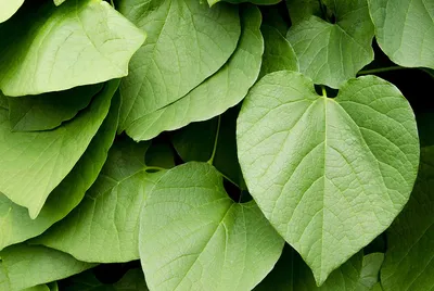 Kava: Uses, Risks, and More