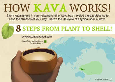 How Kava Works - An illustrated guide on how Kava goes from plant to s –  Kavafied
