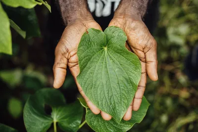 I Tried “Nature's Xanax,” Kava, for a Hangover-Free Buzz