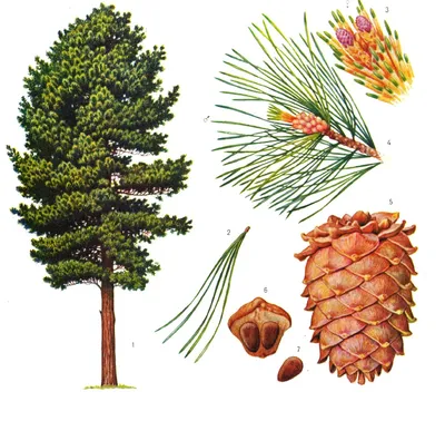 КЕДР ДАЛЬНЕВОСТОЧНЫЙ (PINUS KORAIENSIS) — НКО \"NORD-NUC\"