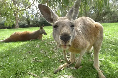 Люди боятся выходить, многих избили: В Австралии стая кенгуру захватила  целый город - KP.RU