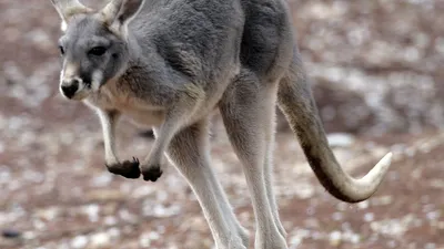 Палеонтологи выяснили происхождение кенгуру