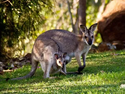 Правда ли, что слово «кенгуру» на языке аборигенов Австралии означает «я не  понимаю»? - Проверено.Медиа