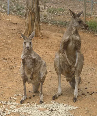 Гигантский кенгуру — Википедия