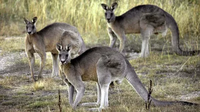 В австралийском заповеднике спасают осиротевших кенгуру: фото, видео