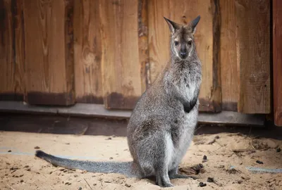 Власти Австралии просят людей отстреливать кенгуру: названа причина