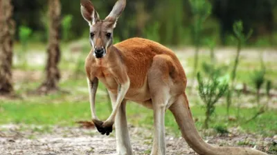 Мультяшный кенгуру - 63 фото