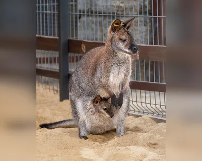 В крымском зоопарке родился малыш рыжего кенгуру - Российская газета