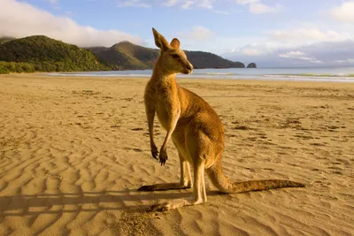 В Австралии хотят отстреливать кенгуру, чтобы спасти их от мучительной  голодной смерти