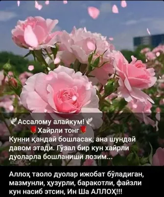 Pin by Максуда Каримова on Хайрли тонг | Flowers, Plants, Rose