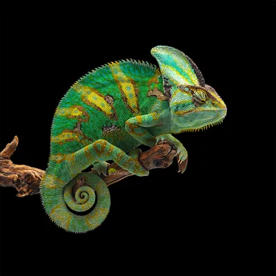 Йеменский хамелеон Chameleon calyptatus, 3,5 месяца, Самец