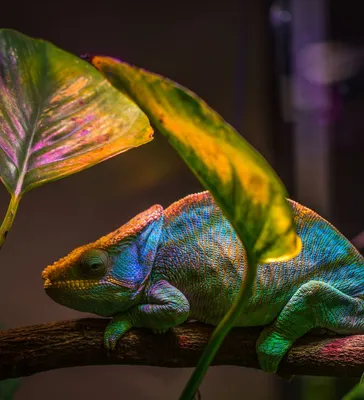 Новый робот-хамелеон меняет окраску под цвет окружения