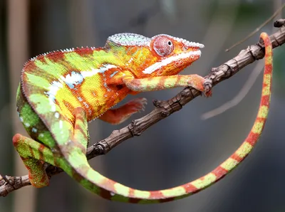 Chameleon calyptatus (Йеменский хамелеон) — Блог Планета Экзотики