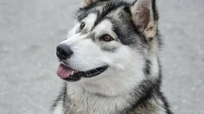 Собаки породы хаски: 15 фактов для будущих владельцев / AdMe
