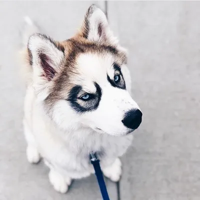 Хаски: добрый волк у вас дома — советы ветклиники ЮнаВет 🐶