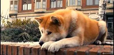 Хатико: реальная история собаки и фильмы - Российская газета