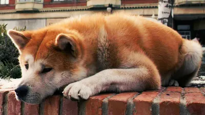 Хатико: Самый верный друг (2009) | Русский трейлер HD | Hachi: A Dog's Tale  - YouTube