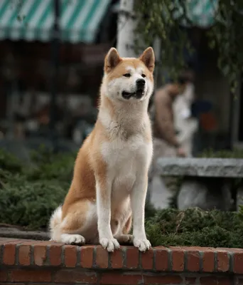 История собаки Хатико: памятник, где родился Хатико? читайте на Exomania