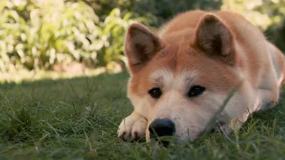 Хатико: реальная история собаки и фильмы - Российская газета