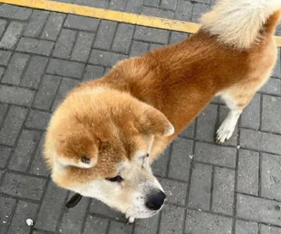 Хатико - верный пес, который ждал своего хозяина 9 лет» — создано в  Шедевруме