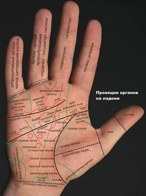 хиромантия бесплатная таблица с разъяснениями фото: 9 тыс изображений  найдено в Яндекс.Картинках | Palm reading, Palmistry, Astrology