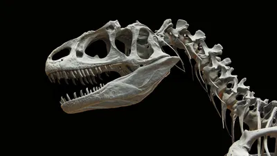 Детские научные образовательные когнитивные игрушки симуляция Дикий мир  Юрского периода хищные динозавры модель настольные украшения | AliExpress