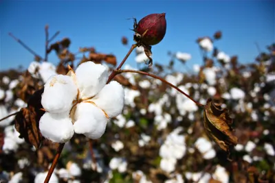 DIY cotton. How to make a cotton flower from crepe paper. - YouTube