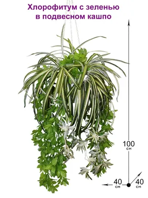 Купить Искусственное растение Хлорофитум с зеленью в подвесном кашпо,  ФитоПарк по выгодной цене в интернет-магазине OZON.ru (911357680)