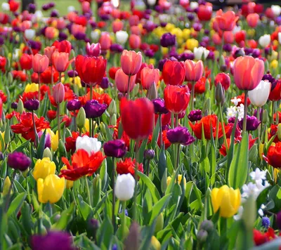 Как хочется весны, цветов и счастья | Пикабу | Дзен