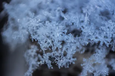 Мороз на ветвях растений Природа зимы Холод. Стоковое Изображение -  изображение насчитывающей заморозок, свеже: 167880059