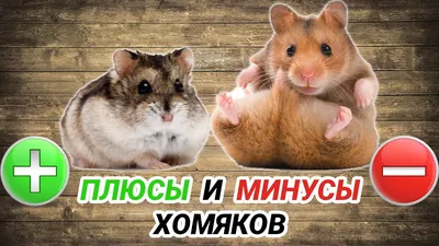 Всемирный день хомяка отметят в Екатеринбургском зоопарке: Общество:  Облгазета