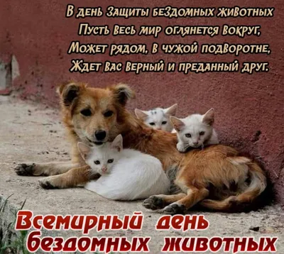 Всемирный день домашних животных 2023: интересные факты о кошках и собаках  - vtomske.ru