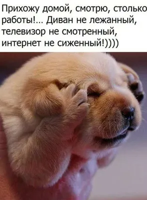 https://shutok.ru/kartinki/203778-kartinki-s-nadpisjami-i-memy-50-shtuk.html