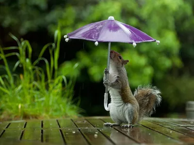 Alla - Всем доброе утро и хорошего дня 🌞, не смотря на дождь за окном 😉 Хорошее  настроение мы создаем себе сами! ☝️🌺 | Facebook