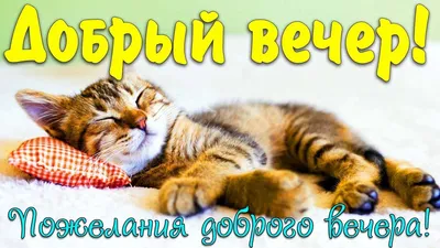 Вечер добрый! открытки и картинки со стихами - Доброго вечера, друзья!  картинки и пожелания - Прикольные картинки … | Смешные котята, Объятия  животных, Милые котики