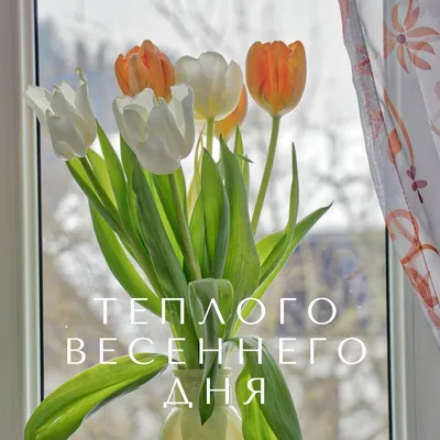 Отправте нежную картинку с тюльпанами, чтобы пожелать друзьям солнечного весеннего  дня. Скажите теплое приветствие весне … | Открытки, Весна цветение, Доброе  утро