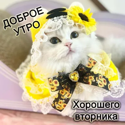 Доброе утро, друзья! Всем хорошего вторника!