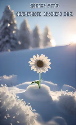 Доброго зимнего дня (60 картинок)