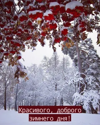 Доброго зимнего дня (80 лучших фото)