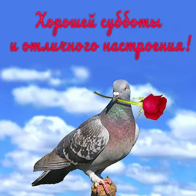 Всем хорошей субботы и отличного настроения!☀ | Мир Танков | ВКонтакте