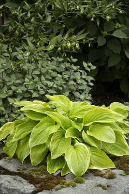 Hosta Golden Tiara Plantain Lily, Golden Tiara, #1 - Behmerwald Nursery