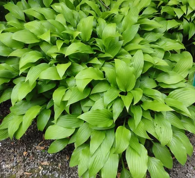 Hosta, variegated white edge (Plantain Lily) — Backyard Treasures Plant Sale