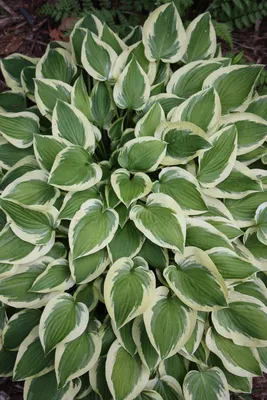 Hosta 'Vulcan' - buy Plantain Lily at Coolplants