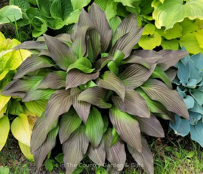 Francee Hosta, Hosta x 'Francee', Monrovia Plant