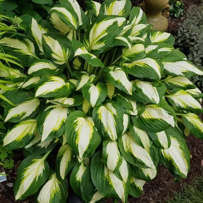 Tambourine Hosta | Plant Addicts